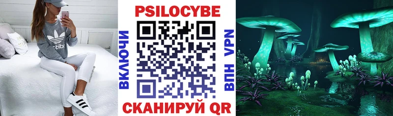 Купить закладки  Кингисепп  Псилоцибиновые грибы Psilocybe 