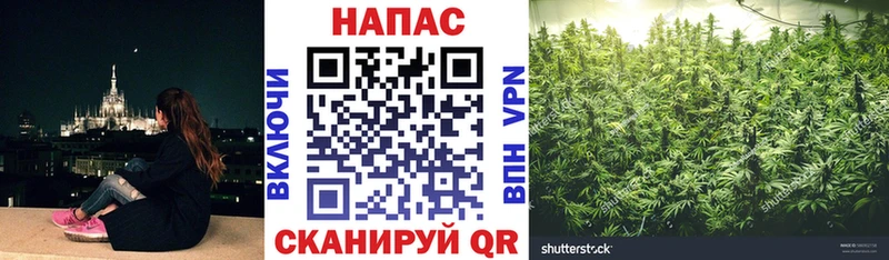 Каннабис индика  Купить  Кингисепп 